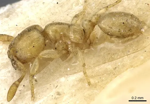 Carebara anophthalma specimen CASENT0904674 image casent0904674_3