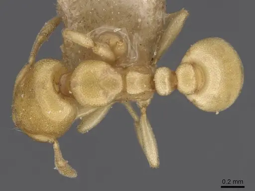 Carebara anophthalma specimen CASENT0913489 image casent0913489_1