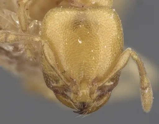 Carebara anophthalma specimen CASENT0913489 image casent0913489_2