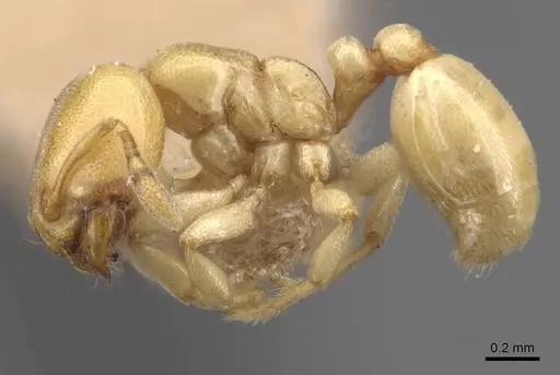 Carebara anophthalma specimen CASENT0913489 image casent0913489_3