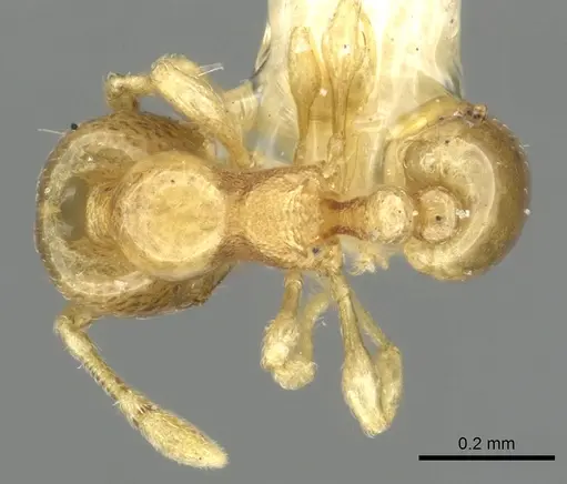 Carebara armata specimen CASENT0902383 image casent0902383_1