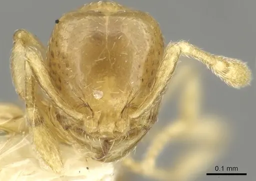 Carebara armata specimen CASENT0902383 image casent0902383_2