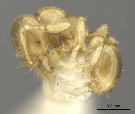 Carebara armata specimen CASENT0902383 image casent0902383_3