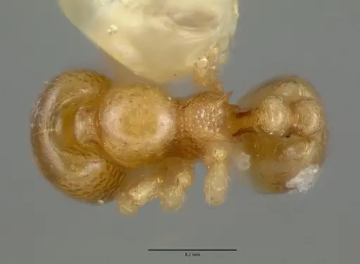 Carebara armata specimen CASTYPE06952 image castype06952_1