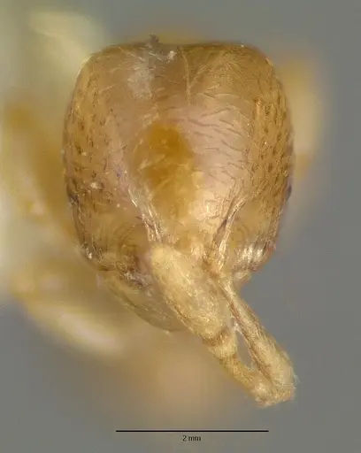 Carebara armata specimen CASTYPE06952 image castype06952_2