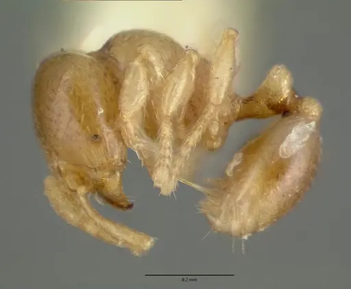 Carebara armata specimen CASTYPE06952 image castype06952_3