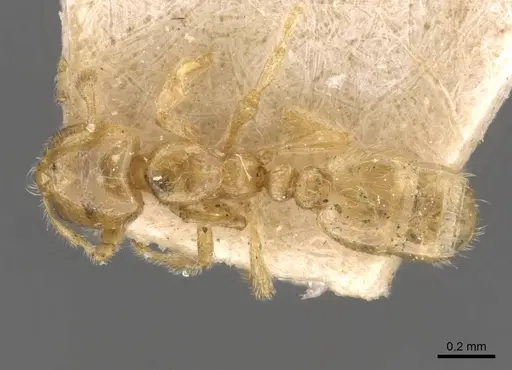 Carebara arnoldi specimen CASENT0908820 image casent0908820_1