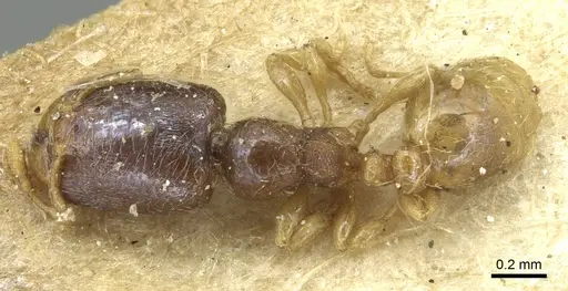Carebara arnoldiella specimen CASENT0913496 image casent0913496_1