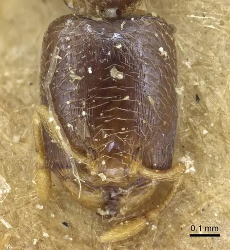 Carebara arnoldiella specimen CASENT0913496 image casent0913496_2