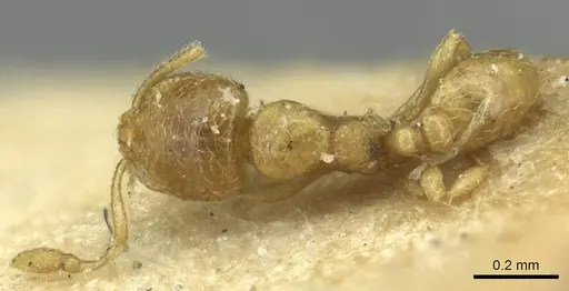 Carebara arnoldiella specimen CASENT0913497 image casent0913497_1