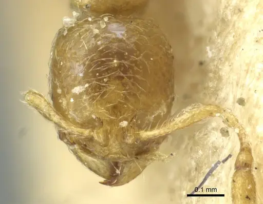 Carebara arnoldiella specimen CASENT0913497 image casent0913497_2