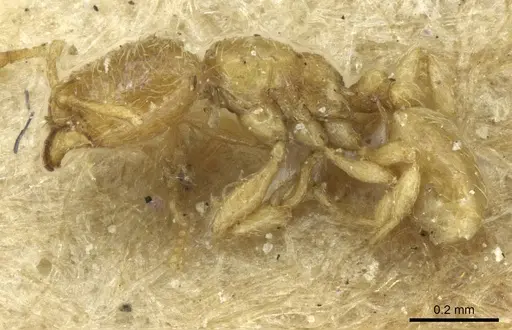 Carebara arnoldiella specimen CASENT0913497 image casent0913497_3