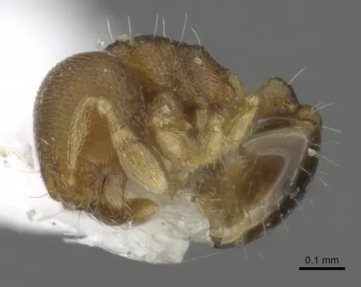 Carebara audita specimen CASENT0902394 image casent0902394_3