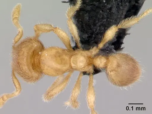 Carebara bara specimen CASENT0018403 image casent0018403_1