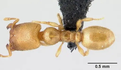 Carebara bara specimen CASENT0482934 image casent0482934_1