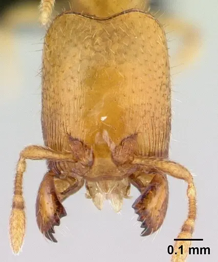 Carebara bara specimen CASENT0482934 image casent0482934_2
