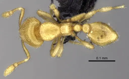 Carebara bara specimen CASENT0482985 image casent0482985_1