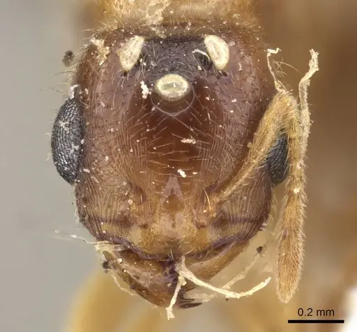 Carebara bengalensis specimen CASENT0908900 image casent0908900_2