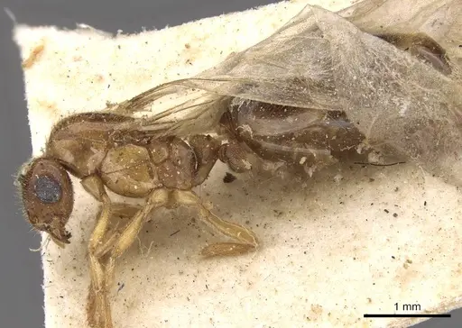 Carebara bengalensis specimen CASENT0908900 image casent0908900_3