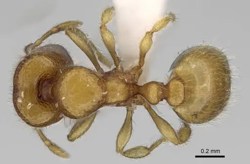 Carebara berivelo specimen CASENT0438188 image casent0438188_1