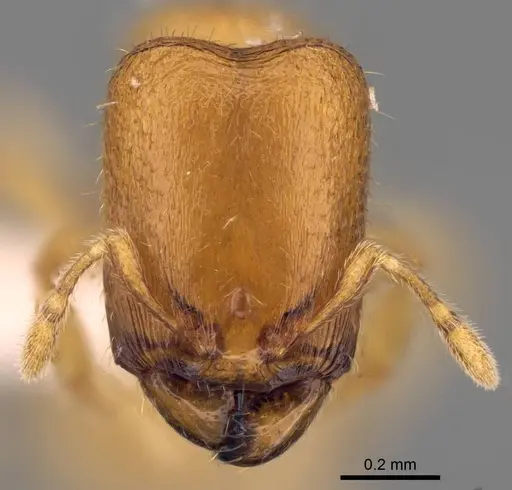 Carebara berivelo specimen CASENT0438188 image casent0438188_2