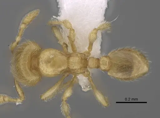 Carebara berivelo specimen CASENT0438192 image casent0438192_1
