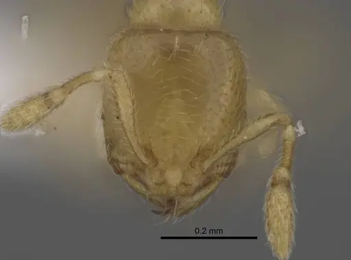 Carebara berivelo specimen CASENT0438192 image casent0438192_2