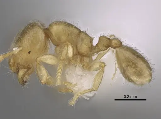 Carebara berivelo specimen CASENT0438192 image casent0438192_3