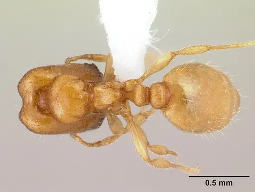 Carebara berivelo specimen CASENT0439911 image casent0439911_1