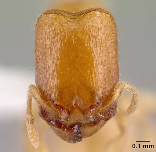 Carebara berivelo specimen CASENT0439911 image casent0439911_2