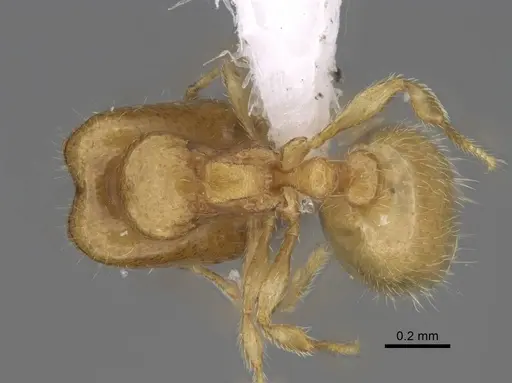 Carebara berivelo specimen CASENT0439915 image casent0439915_1
