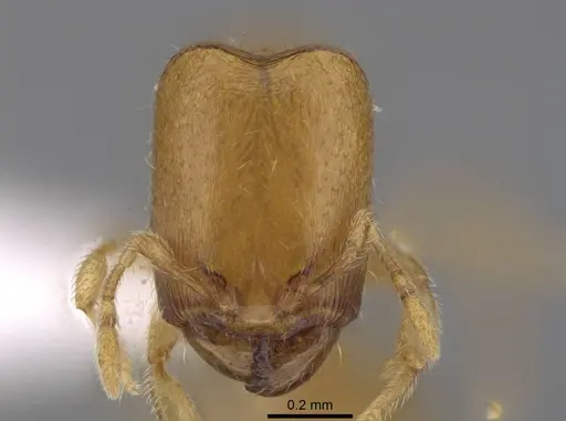 Carebara berivelo specimen CASENT0439915 image casent0439915_2