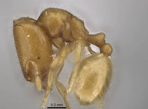 Carebara berivelo specimen CASENT0439915 image casent0439915_3