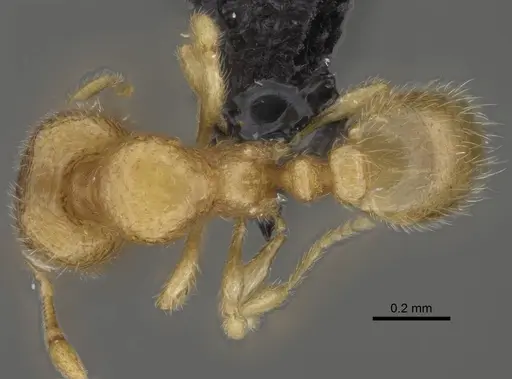 Carebara betsi specimen CASENT0479429 image casent0479429_1