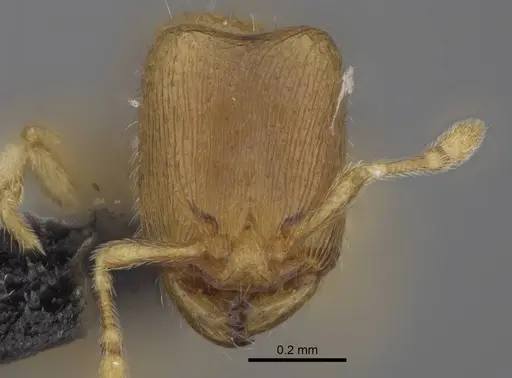Carebara betsi specimen CASENT0479429 image casent0479429_2