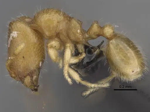 Carebara betsi specimen CASENT0479429 image casent0479429_3