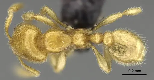 Carebara betsi specimen CASENT0479432 image casent0479432_1