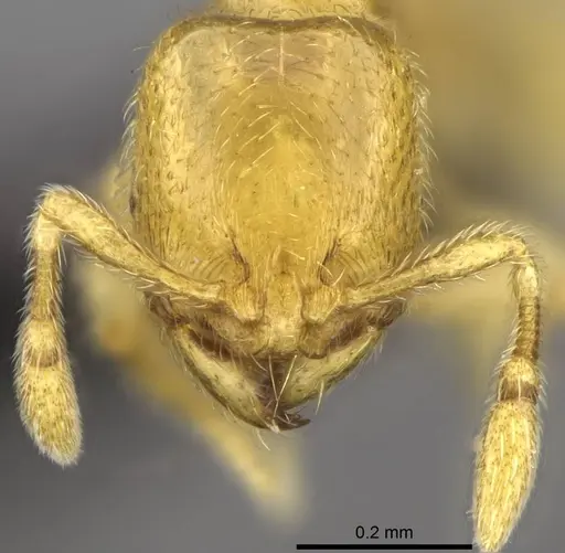 Carebara betsi specimen CASENT0479432 image casent0479432_2
