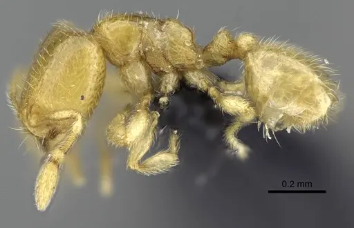 Carebara betsi specimen CASENT0479432 image casent0479432_3