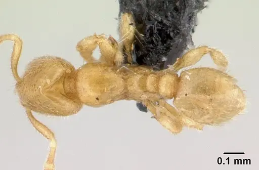 Carebara betsi specimen CASENT0479440 image casent0479440_1