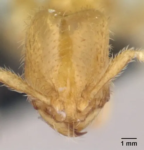 Carebara betsi specimen CASENT0479440 image casent0479440_2
