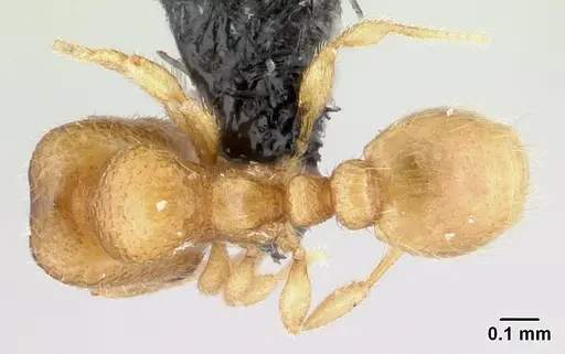 Carebara betsi specimen CASENT0479444 image casent0479444_1