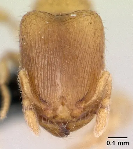 Carebara betsi specimen CASENT0479444 image casent0479444_2
