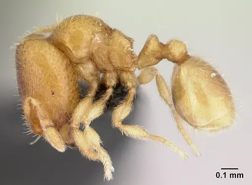 Carebara betsi specimen CASENT0479444 image casent0479444_3