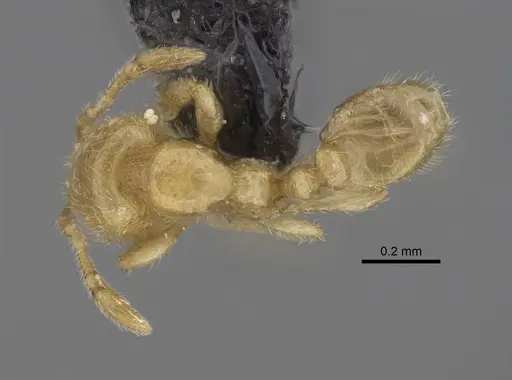 Carebara betsi specimen CASENT0479495 image casent0479495_1