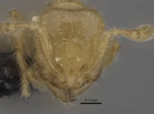Carebara betsi specimen CASENT0479495 image casent0479495_2