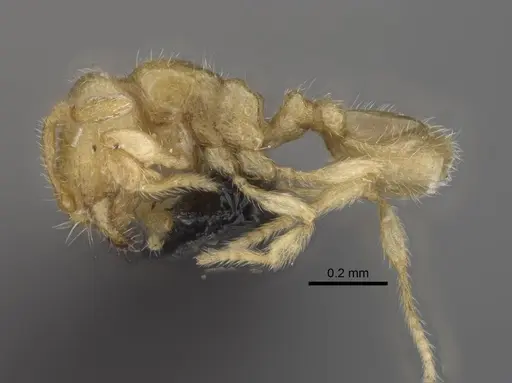 Carebara betsi specimen CASENT0479495 image casent0479495_3