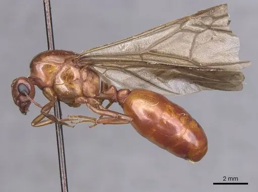 Carebara bicarinata specimen CASENT0913481 image casent0913481_3
