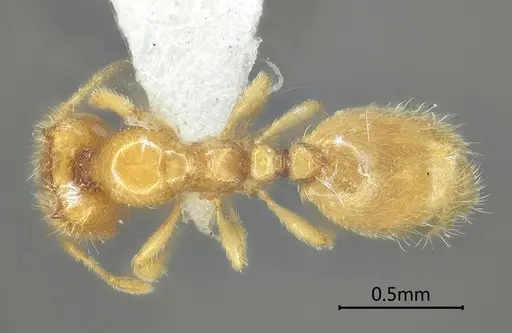 Carebara bihornata specimen ANTWEB1060554 image antweb1060554_1