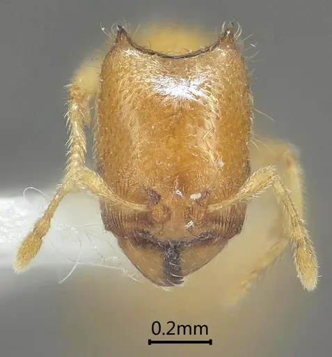 Carebara bihornata specimen ANTWEB1060554 image antweb1060554_2